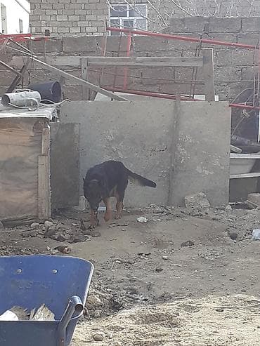 Digər heyvanlar: Alman Afcarkasi 2 yasi var satilir tecili iki denedir disi satilir — 2