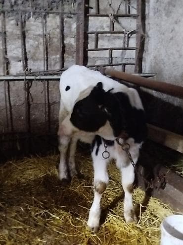 en cox sud veren inekler: 30-35 Litr süd verir. 2 qarın doğub. Satma səbəbim keçi almaqdır. KEÇİ — 5