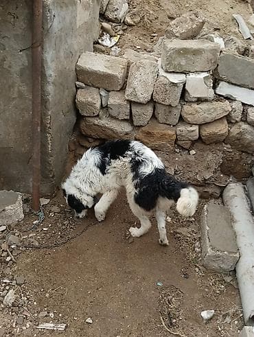 приют для животных в баку адрес: Salam 8ayliq kucuydu dişidi maturxanin nəticəsidi.ite gedir amma — 3