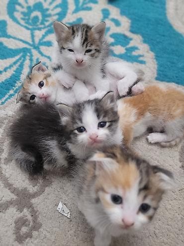 pişiy pulsuz: Yaxşı əllərə — 1