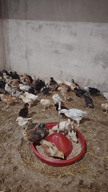 ucuz toyuq satisi: Toyuq cücələri, Ətlik — 2