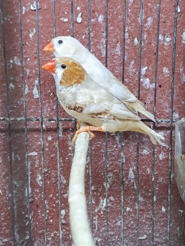 cennet qusu: Amadin quslari. saglam 2 cut izabel mutasya zebra amadin cut 60 manat — 2