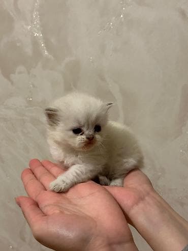 pişik tualet: Britan — 2