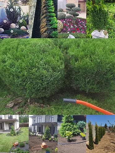 Pejaj və landşaft dizaynı xidməti - Həyətyanı sahələrin, bağların və lalafo.az -da Pejaj və landşaft dizaynı xidməti - Həyətyanı sahələrin, bağların və