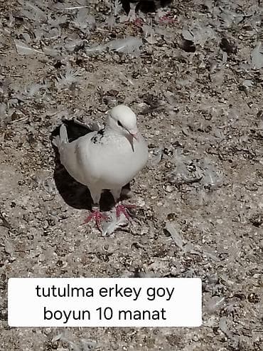 Məhsul: göyərçinlər - Erkək “goy boyun” göyərçin – tutulma. Ağ