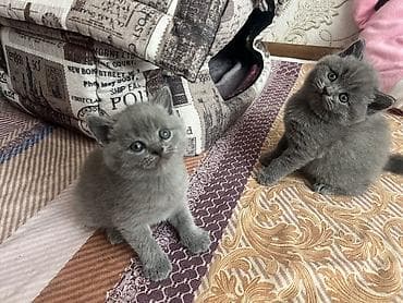 alabay disi: Britan, Erkək, Dişi, Yaxşı əllərə, Ünvandan götürmə — 1