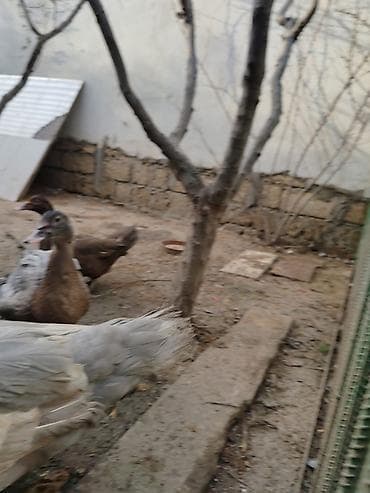 Quşlar: Balacalar 15 m Böyuklər 45m Muscovy ördəkləri (indo duck) – müxtəlif — 6