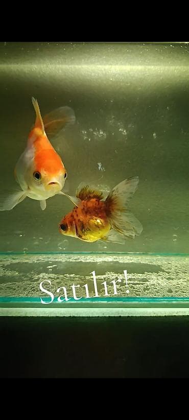 akvarium gəncə: Oranda. 11 sm. 10 azn. 8 sm. 8 azn. WhatsApp YAZIN!!!!!!!!! — 3
