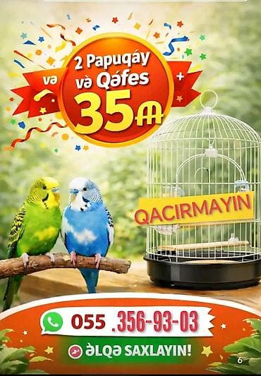 Tutuquşu ələ öyrəşdirmək ücün danışdırmaq ücün cütü qəfəs qarışıq 35