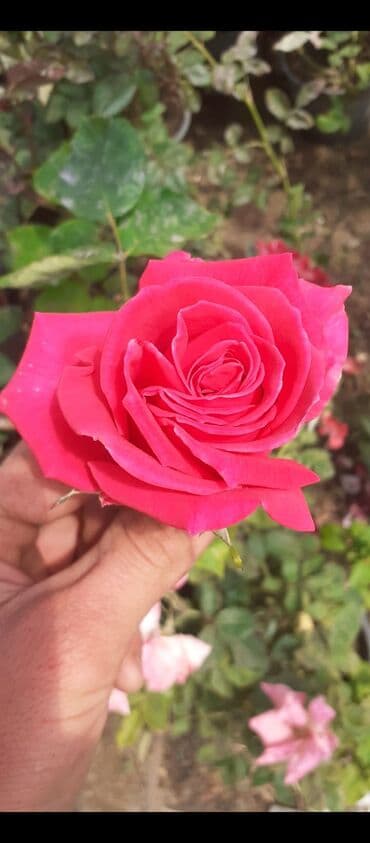 Саженцы деревьев: Məhsul: Gül kolları (gül tingləri) - Növlər və rənglər: - — 8