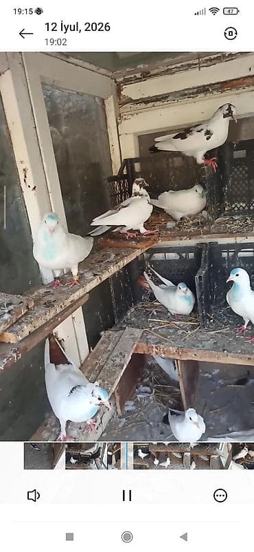 goyercin bazari: Tərgitmə quşlar 15qusdu hamsda ucuzdu qusdardi olarin balalardi kom — 7