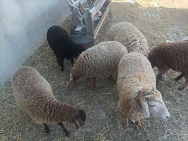Heyvanlar: Cəmilə satlllr 9 azn bazar qiymətindən ucuz quzu satlllr 4 aylk — 2