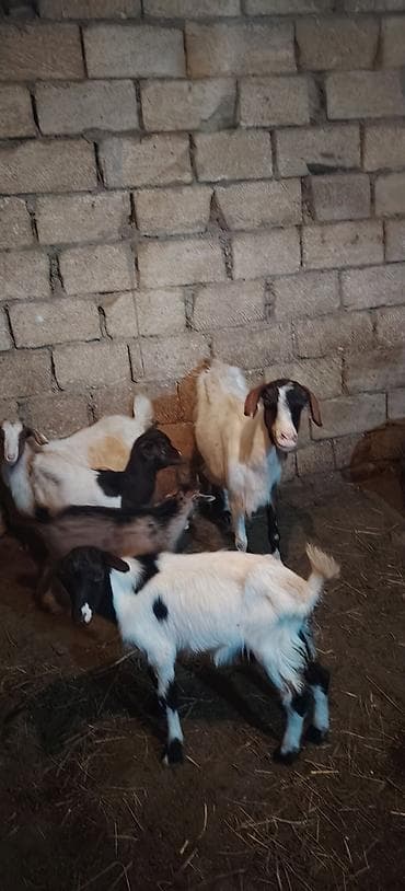 at balası: Ekiz balalı keçi 1 dişi cepiş 1 erkey cepiş kom keciler — 2