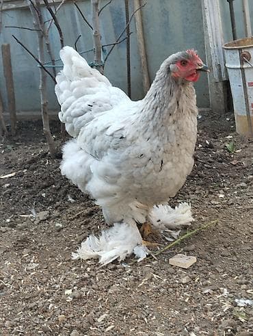 K/t heyvanları üçün mallar: Toyuq, Brama, Damazlıq, Ünvandan götürmə — 4