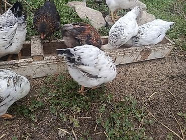 kent cüceleri: Toyuq cücələri, Ətlik — 5