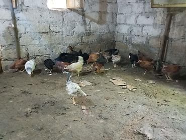 Toyuq, Damazlıq, Ünvandan götürmə