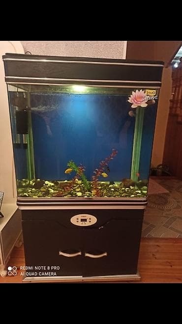 akvarium xırda balığı: Razilasma yolu ile — 1