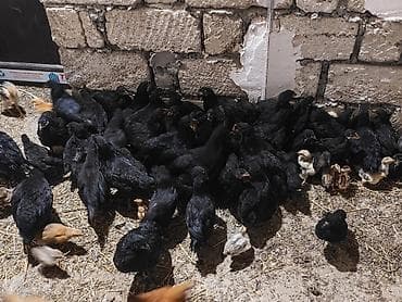 cücə satışı: Сhicks, Для разведения — 1