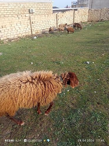 dovşan haqqında məlumat: Erkey toğulu satılır istəyən olsa yazsın video sun atım baxın real — 7