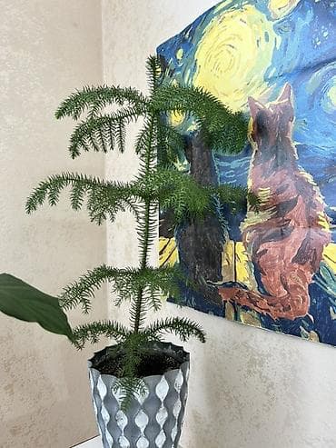 otaq gullerinin adlari: Otaq bitkiləri kolleksiyası – dekorativ saksılarla - Chamaedorea — 2