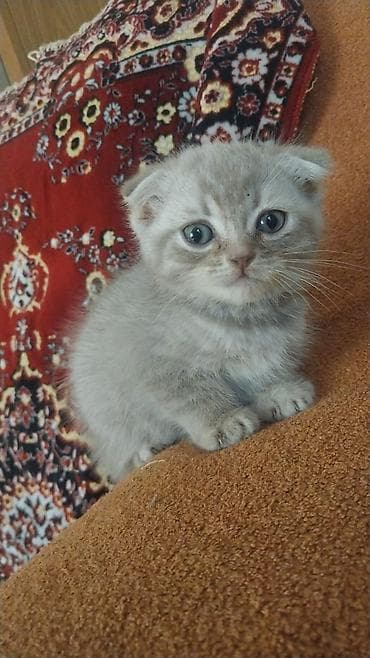 Şotland yastı qulaq
