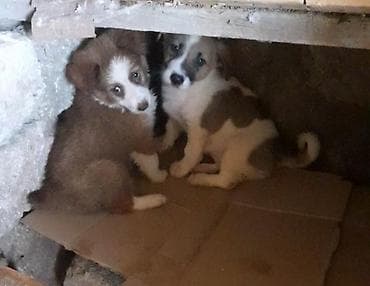 Zvonok, 4 ay, Erkek, Peyvəndli