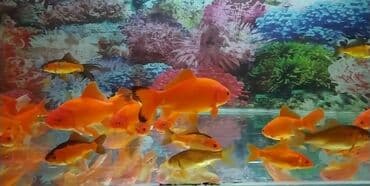 baliq tutmaq ucun yem: Qızıl balıq, Sülhsevər, Pulsuz çatdırılma — 1