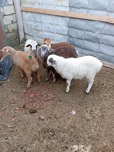 quzu qiymətləri: 4erkəyn1dişi Təsvir: - Şəkillərdə 6 baş quzu görünür: ağ, ağ-qara — 1