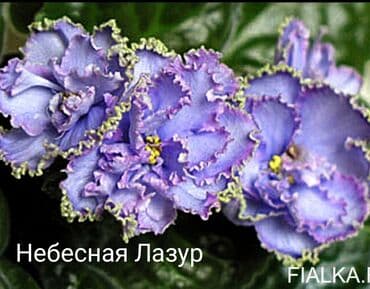 gül şəkilləri profil üçün: 5 — 17