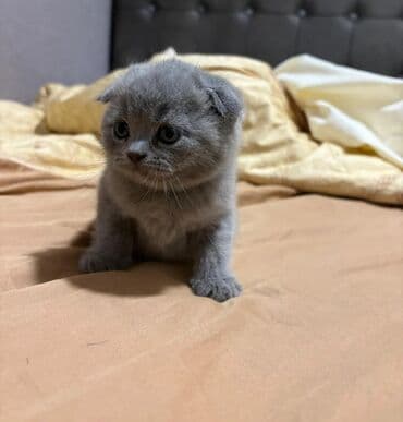 Balıqlar: Britan yastı qulaq, Erkək, Dişi, Yaxşı əllərə, Ünvandan götürmə, Pulsuz çatdırılma, Ödənişli çatdırılma — 3