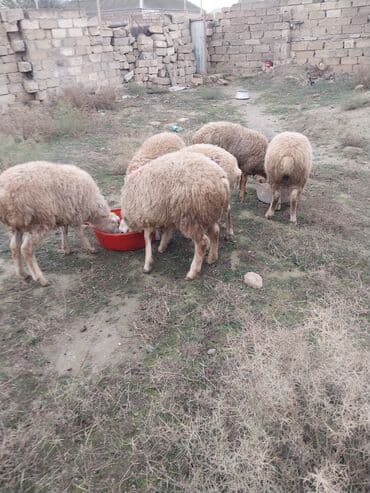 Quşlar: Hamisi birliyde satilir 6 dene erkey quzudu qiyet 1600 unvan Baki 099 — 5