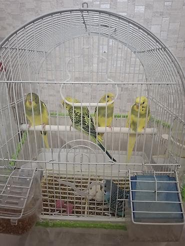 Qəfəslər: Dalmatian və sarı-yaşıl rəngli dalğalı tutuquşular (budgerigar) — 1