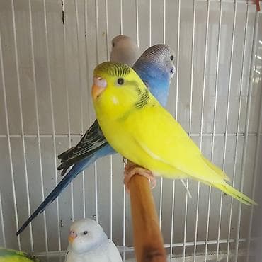 Gəmiricilər: 4-5 aylıq, tam sağlam quşlardır. Qanadı, quyruğu və dırnaqlarının — 3