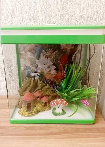 Dekorativ elementlərlə təchiz edilmiş bu kiçik akvarium evdə və ya