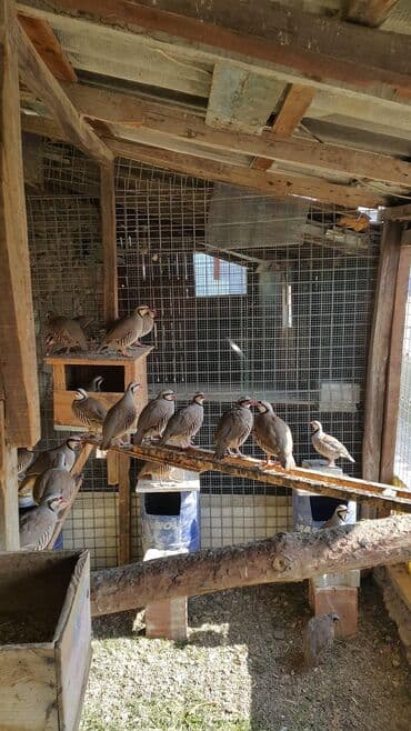 ördək balası satışı: Kəklik bir ədedi 30 AZN.
Cox alana endirim olacaq — 1