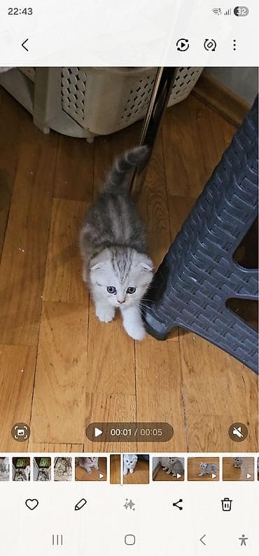 sirin pisik sekilleri: Britan yastı qulaq, Erkək, Dişi, Yaxşı əllərə, Ünvandan götürmə, Ödənişli çatdırılma — 4