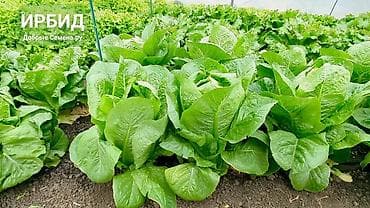 nərə balığı satışı: Satışda Romen kahı var — 1