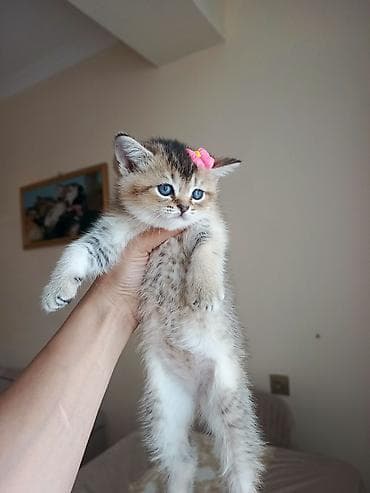 ingilis setter it cinsi: Şirin balaca pişik balası - Cinsi: ev pişiyi (qısatüklü, üçrəngə — 1