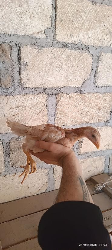 hind quslari: Toyuq cücələri, Damazlıq — 3