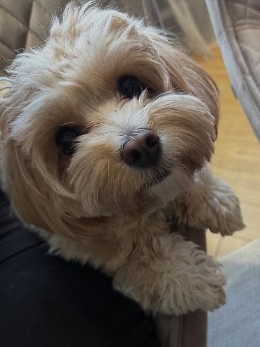 itlərin satşı: Pudel, 8 ay, Dişi, Peyvəndli — 1