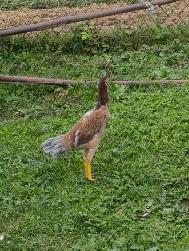 cins inekler: Toyuq, Damazlıq — 5