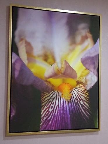 Dekorativ çərçivəli poster – İris çiçəyi makro foto. Xari bulbūl -