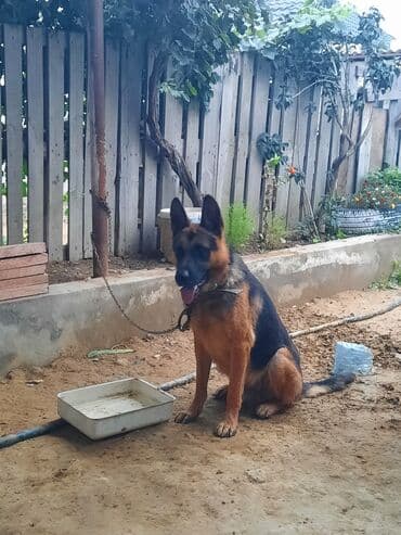 немецкие овчарки щенки купить: Немецкая овчарка, Самец — 2