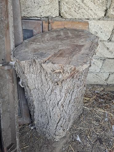 dekor ağac: Təbii ağac kötüyü – iri ölçülü Tut ağacı - Material: təbii bərk ağac — 1