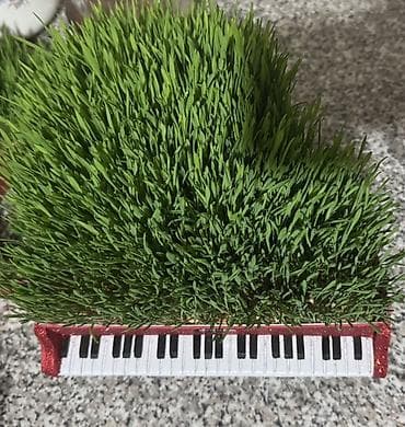 şam ağacı satılır: Dekorativ səməni kompozisiyası – “Piano” dizaynlı - Forma: fortepiano — 1