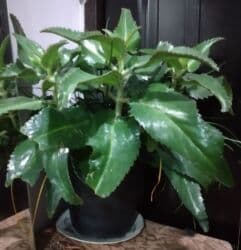 Gübrələr: Ev üçün dekorativ otaq bitkiləri dəsti - Fil qulağı/alokaziya tiplı — 6