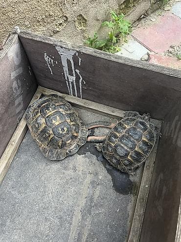 suda yaşayan canlılar: Məhsul: Quru tısbağalar (2 ədəd) Təsvir: - Quru iqlimə uyğun quru — 1