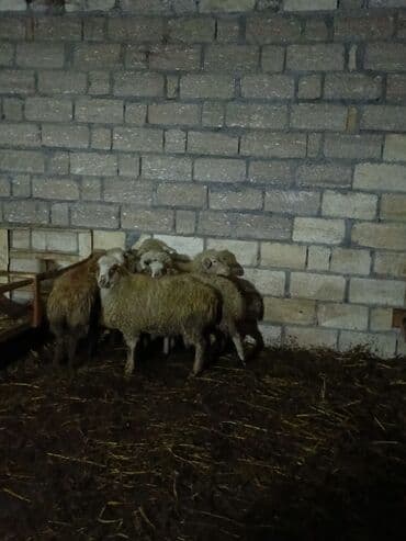 coban iti satilir: 7 ədəd dişi quzudu kom satılır — 1