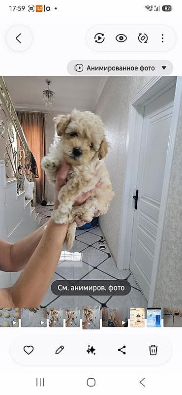 pudel satilir 2020: Pudel — 1