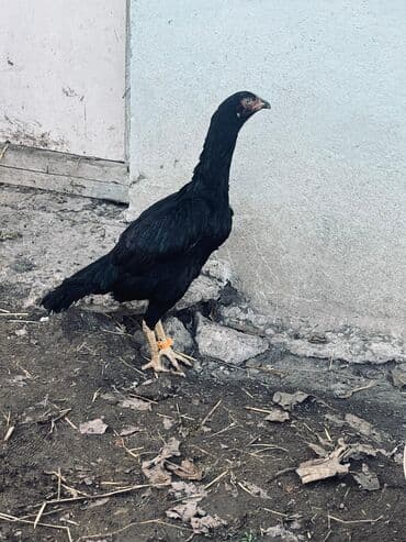 cucə satılır: Toyuq cücələri, Damazlıq — 4